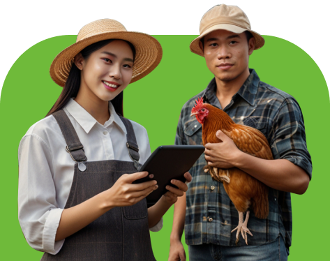 ayam